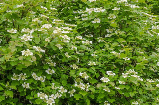 Linden Berry Shrub Seeds - Cardinal Candy Variety - Tilia americana - Deciduous Shrub for Garden, Fruit, Pollinators, 10 Pack