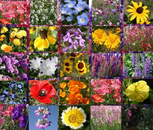 Wildflower Mix Seeds 1 Oz Bulk - Early Bird Variety for Gardens & Pollinators - Native Wildflower Seeds for Landscaping and Attracting Bees