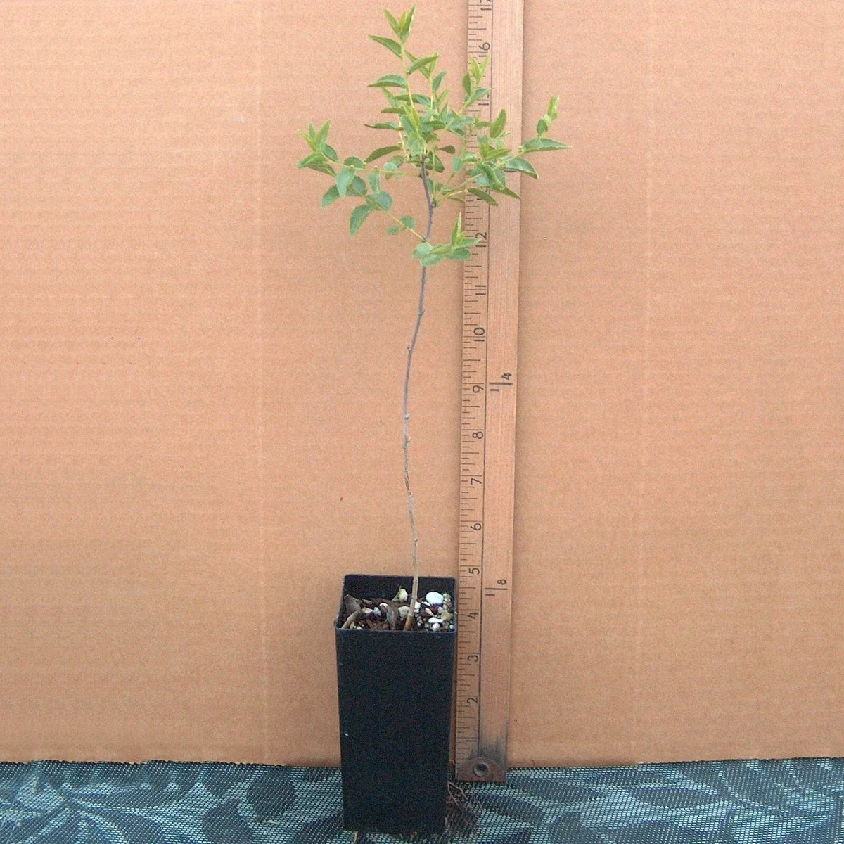 Sour Jujube Rootstock Small Tree Plant in Pot for Grafting - Ziziphus jujuba - Ideal for Fruit Trees and Home Gardens