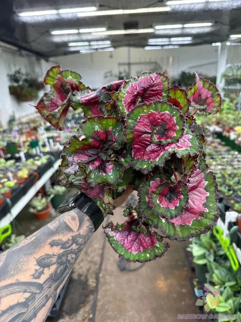 Paso Doble Begonia Seeds - 25+ Non-GMO Flower Seeds for Containers & Gardens - Vibrant Red & White Begonia x tuberhybrida