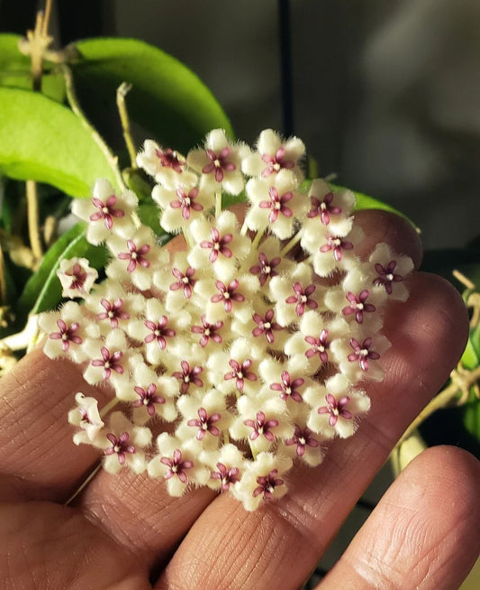 Hoya Phuwuaensis Plant – 3 1/4" Pot – Rare Wax Vine with Star-Shaped Flowers – Tropical Houseplant for Indoor Decor