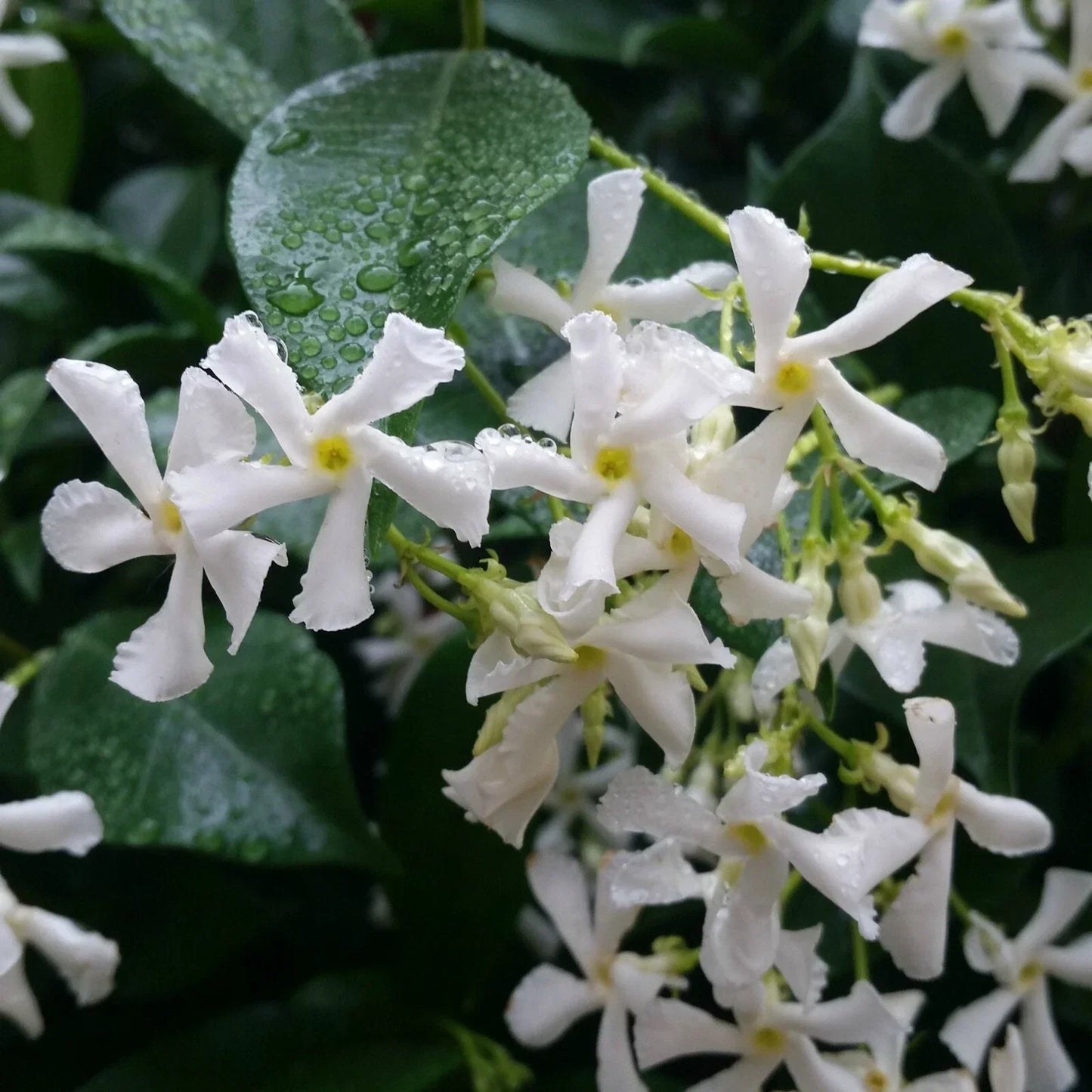 Confederate Star Jasmine Starter Plant – Fragrant Climbing Vine – Trachelospermum jasminoides – Garden, Fence, Trellis