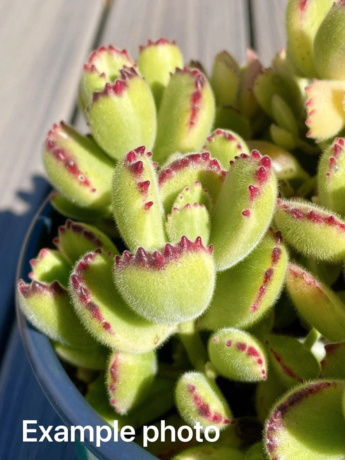 2" Variegated Bear's Paw Succulent Cutting - Cotyledon tomentosa Unrooted Plant - Fuzzy Leaves with Reddish Tips
