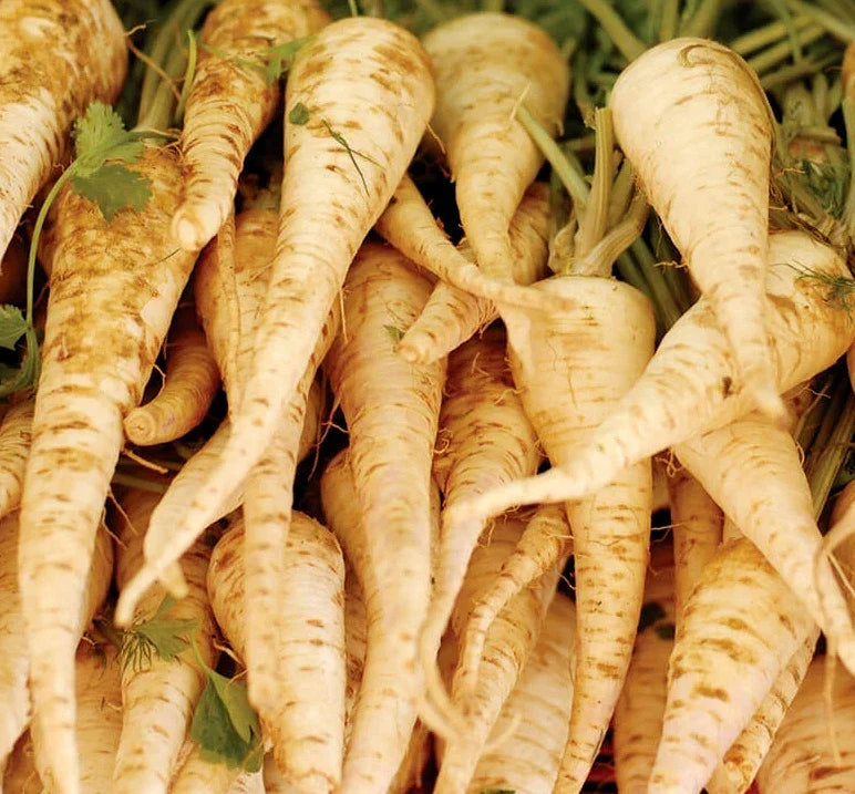 Parsnip Seeds | White Root Vegetable Seeds | Daucus carota | Non-GMO, High Germination, Easy to Grow