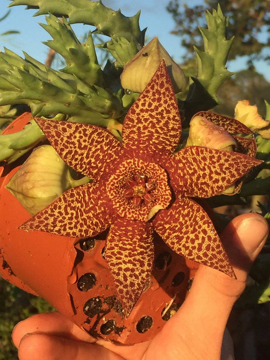Orbea Lepida Potted Plant 3.5" – Unique Stapelia Lepida Succulent for Home Decor, Well-Rooted Indoor Plant
