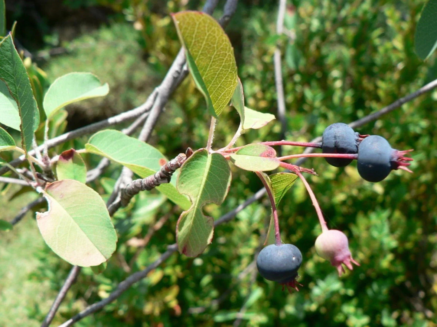 Snowy Serviceberry Seeds - Amelanchier ovalis Fruiting Shrub, Edible Berries, Garden Planting, USDA Zones 3-7