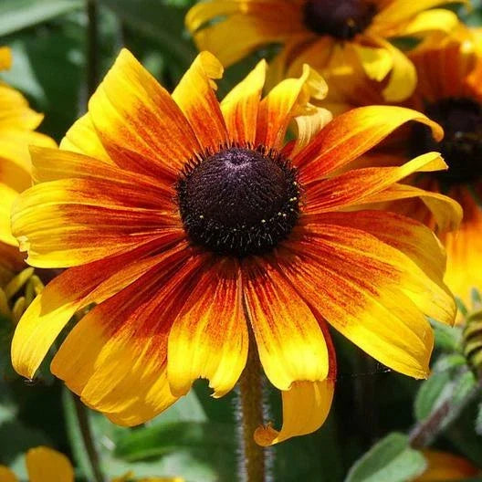 Black Eyed Susan Seeds - 500 Non-GMO Heirloom MARMALADE Dwarf Perennial - Rudbeckia hirta - Orange Yellow Blooms