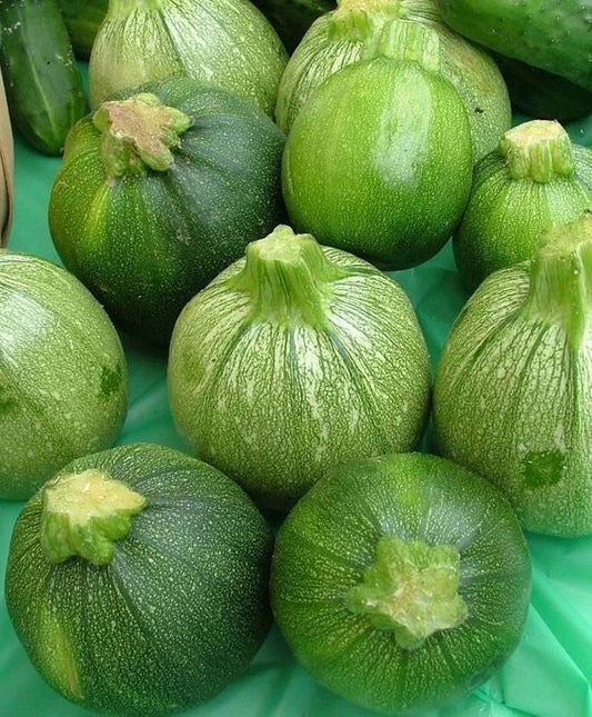 Organic Round Zucchini Seeds – Non-GMO, Open-Pollinated, Cucurbita pepo, Summer Squash, Vegetable Seeds, 30 Count