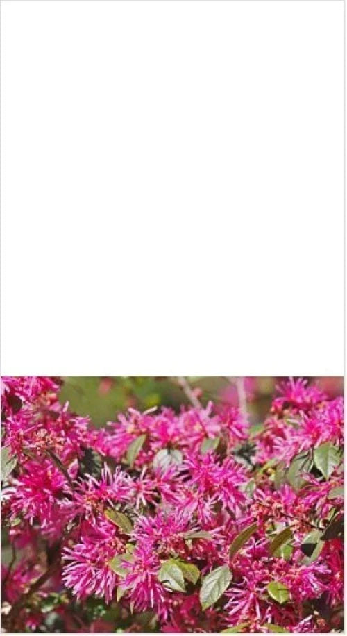 Loropetalum Plum Delight Shrub 3" Live Plant, Purple Foliage, Pink Flowers, Low Maintenance, Loropetalum chinense var. rubrum