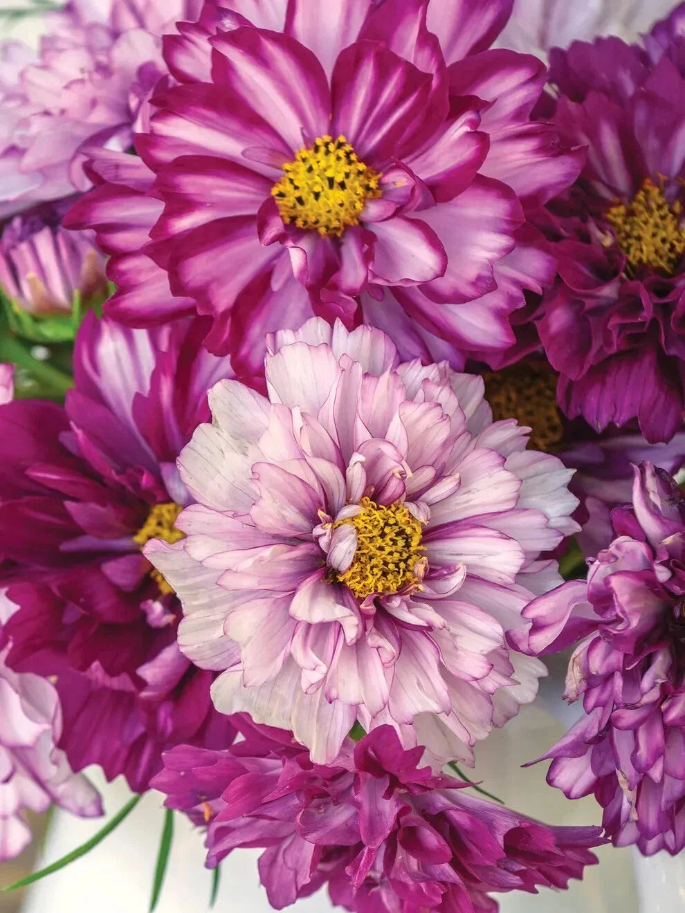 Double Click Bicolor Violet Cosmos Seeds - 200+ Pack, Cosmos bipinnatus, Flower Seeds for Garden, Annual, Vibrant Bicolor Blooms
