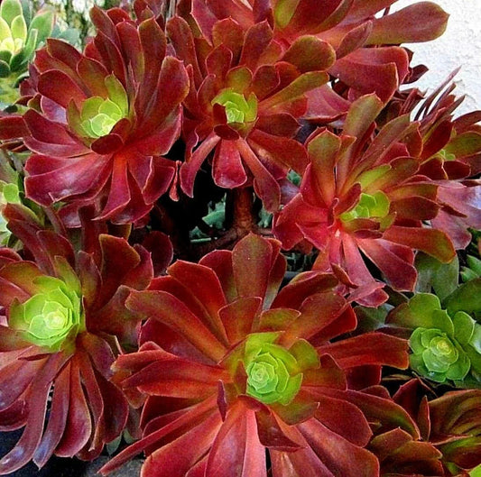 Large Aeonium Velour Succulent Cutting - Variegated Green and Purple Indoor Garden Plant