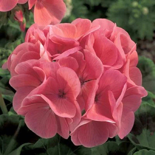 Ivy Geranium Cuttings Assortment - 8 Vibrant Pelargonium Varieties for Garden & Pots