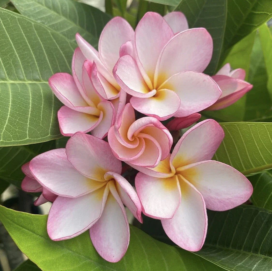 Rooted Plumeria Cutting Maui Breeze 17" with Tips - Plumeria rubra Tropical Flowering Plant