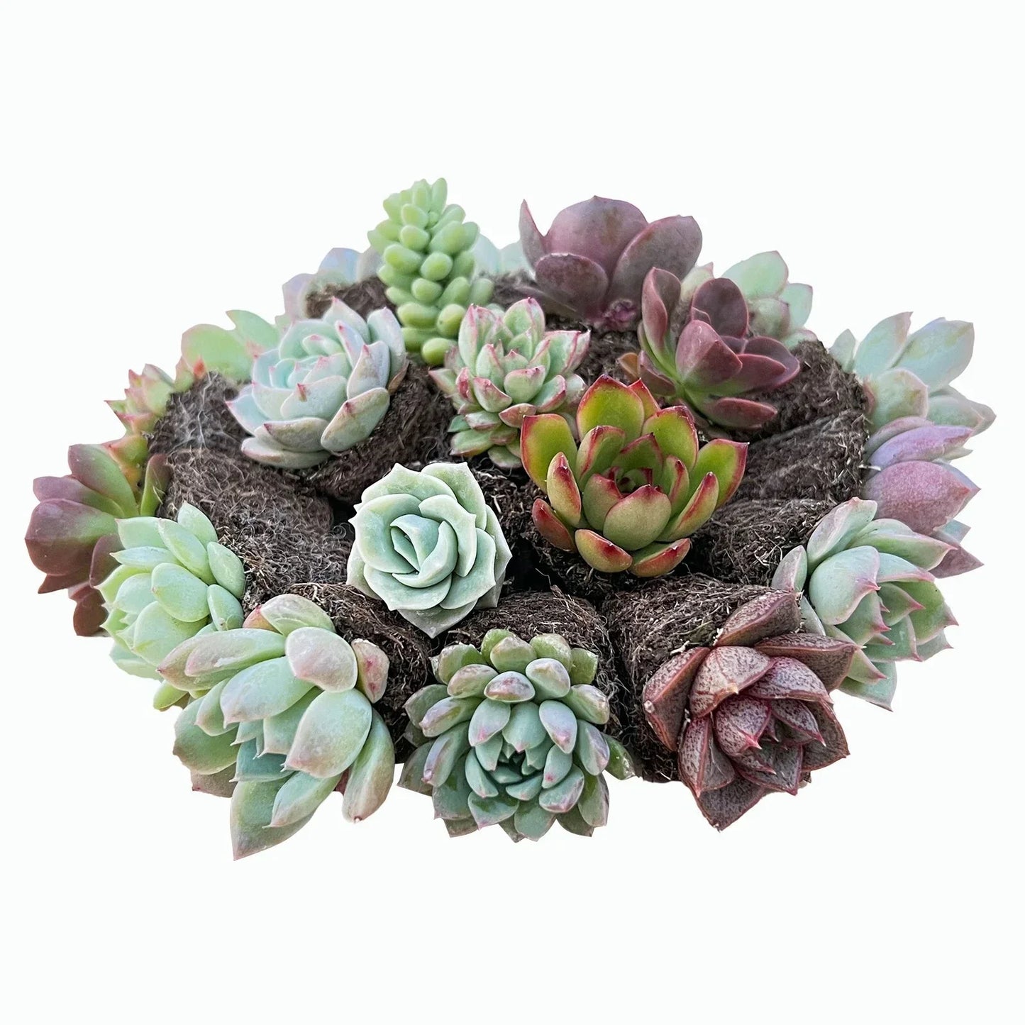 Assorted Succulent Plants Set of 10 - Live Succulents for Home Decor - Aloe Vera, Echeveria, Jade Plant - Easy Care Indoor Plants