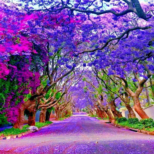 Jacaranda Fern Tree Seeds - Tropical Blue Flowers - Mimosifolia acutifolia - Exotic Garden Plant Seeds