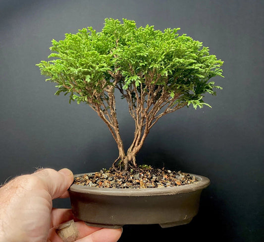Mame Bonsai Tree Tsukumo Cypress Chamaecyparis Pisifera in Japanese Pot, 7 Years, Indoor or Outdoor Plant