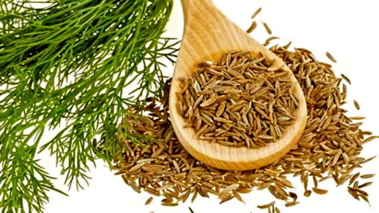Organic Cumin Seeds | Culinary Grade | 50+ Seeds | Cuminum cyminum | Annual Herb for Cooking & Gardening