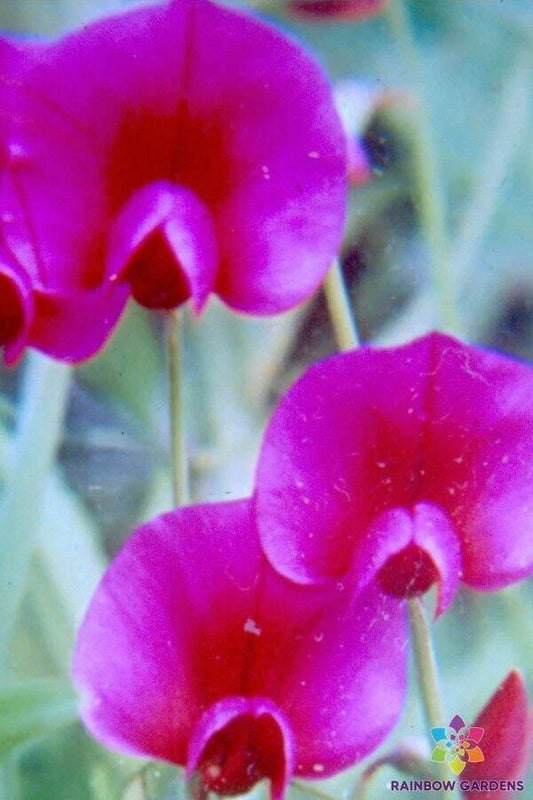 Lathyrus tingitanus Annual Sweet Pea Seeds - Climbing Flower Seeds for Garden, Foliage & Fragrant Blooms, 50+ Pack