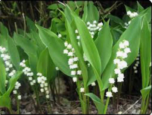 Lily of the Valley Bare Root Perennial Plants – 12+ Convallaria majalis Flowering Plants for Shade Garden