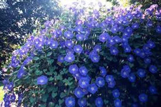 Morning Glory Seeds 100 Pack, Heavenly Blue, Ipomoea tricolor, Climbing Vine for Gardens & Trellises