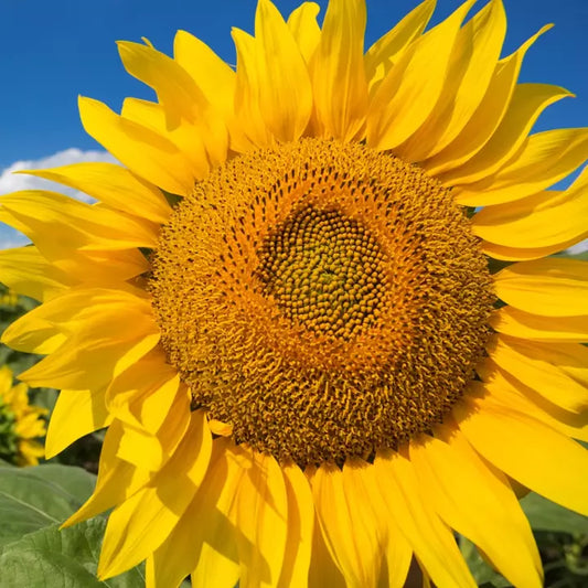 Mammoth Grey Stripe Sunflower Seeds | Giant Helianthus annuus | 50 Pack for Tall, Large Blooms, Pollinator Attraction