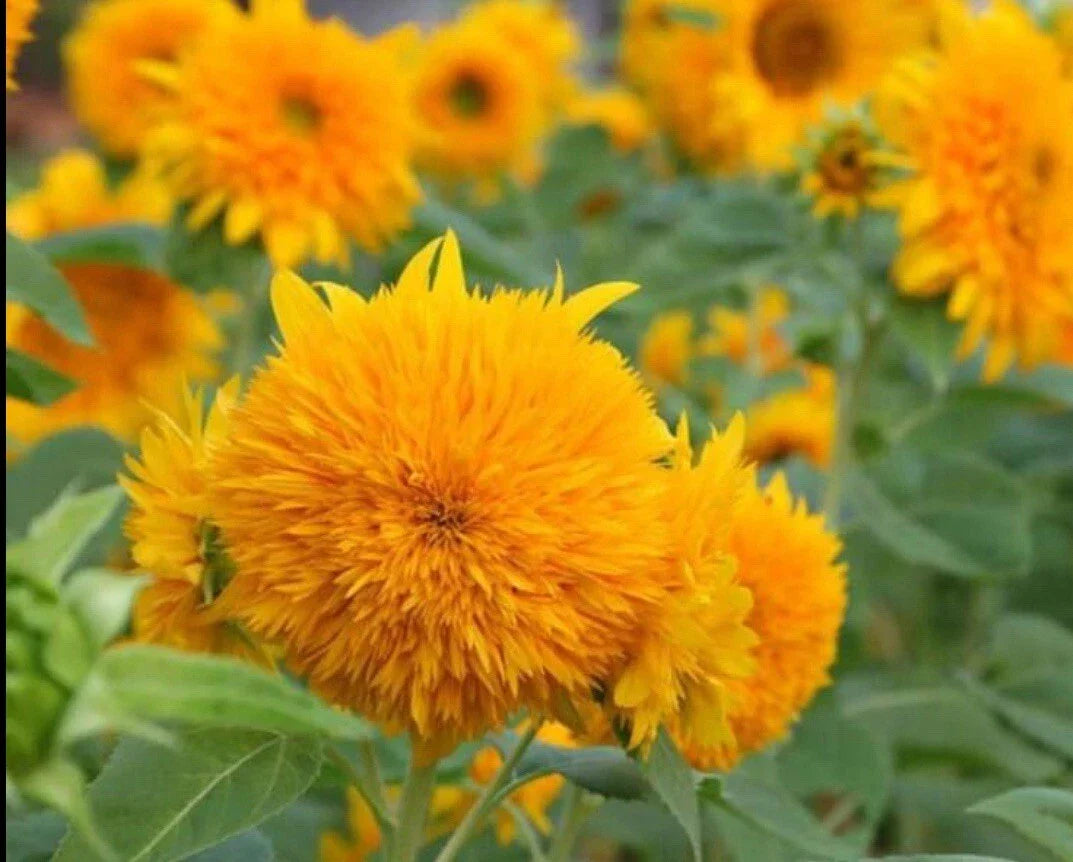 Dwarf Teddy Bear Sunflower Seeds Pack of 20+ | Helianthus annuus | Non-GMO Heirloom Compact Sunflower for Containers