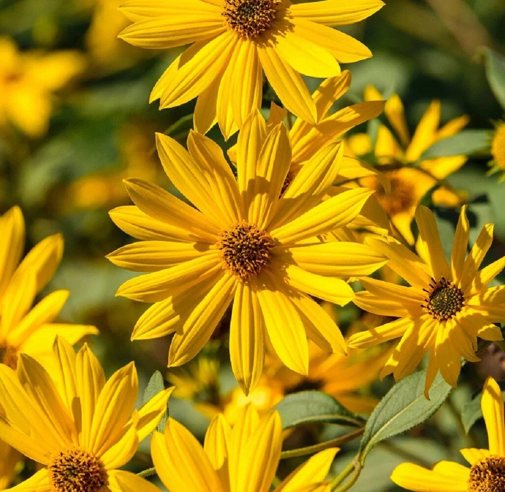 Sunflower Seeds - Maximilian Perennial Heirloom - Bright Yellow Blooms - Helianthus maximiliani