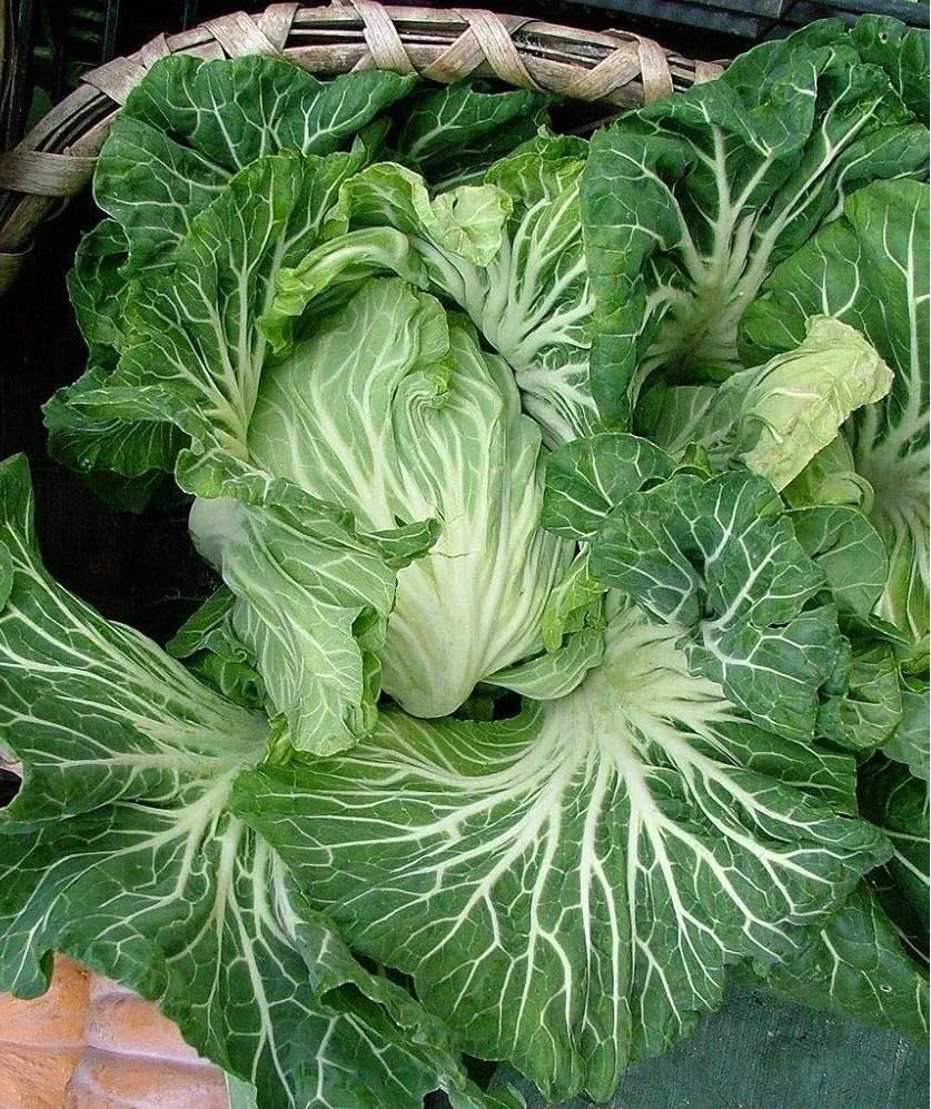 Portuguese Kale Seeds - Brassica oleracea var. tronchuda - Tender Green for Caldo Verde Soup - 100 to 5000 Seeds