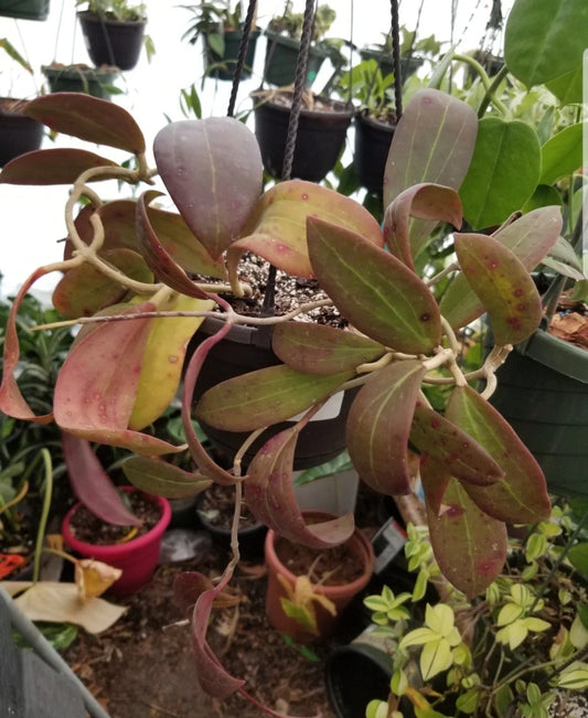 Hoya Bhutanica Rooted Plant in 3" Pot, Indoor Houseplant, Easy Care Succulent, Waxy Foliage, Epiphytic Plant, Hoya Species