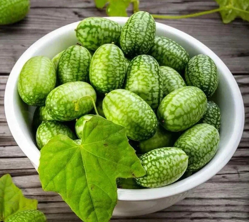 Cucamelon Seeds - Non-GMO Melothria Scabra Mexican Sour Gherkin for Garden, Container, Edible, Vining Plant