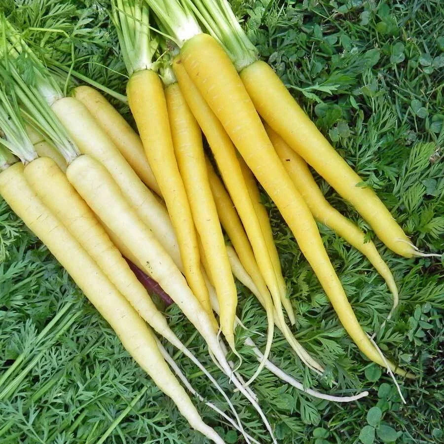 Solar Yellow Carrot Seeds – Heirloom Non-GMO Organic Daucus carota for Home Gardening, Vibrant Yellow Color, Pack of 200 Seeds