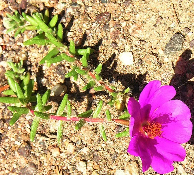 Portulaca Gilliesii Purple Rice Succulent Live Plant 2 Inch Ground Cover for Garden Decor, Ornamental Outdoor Plant