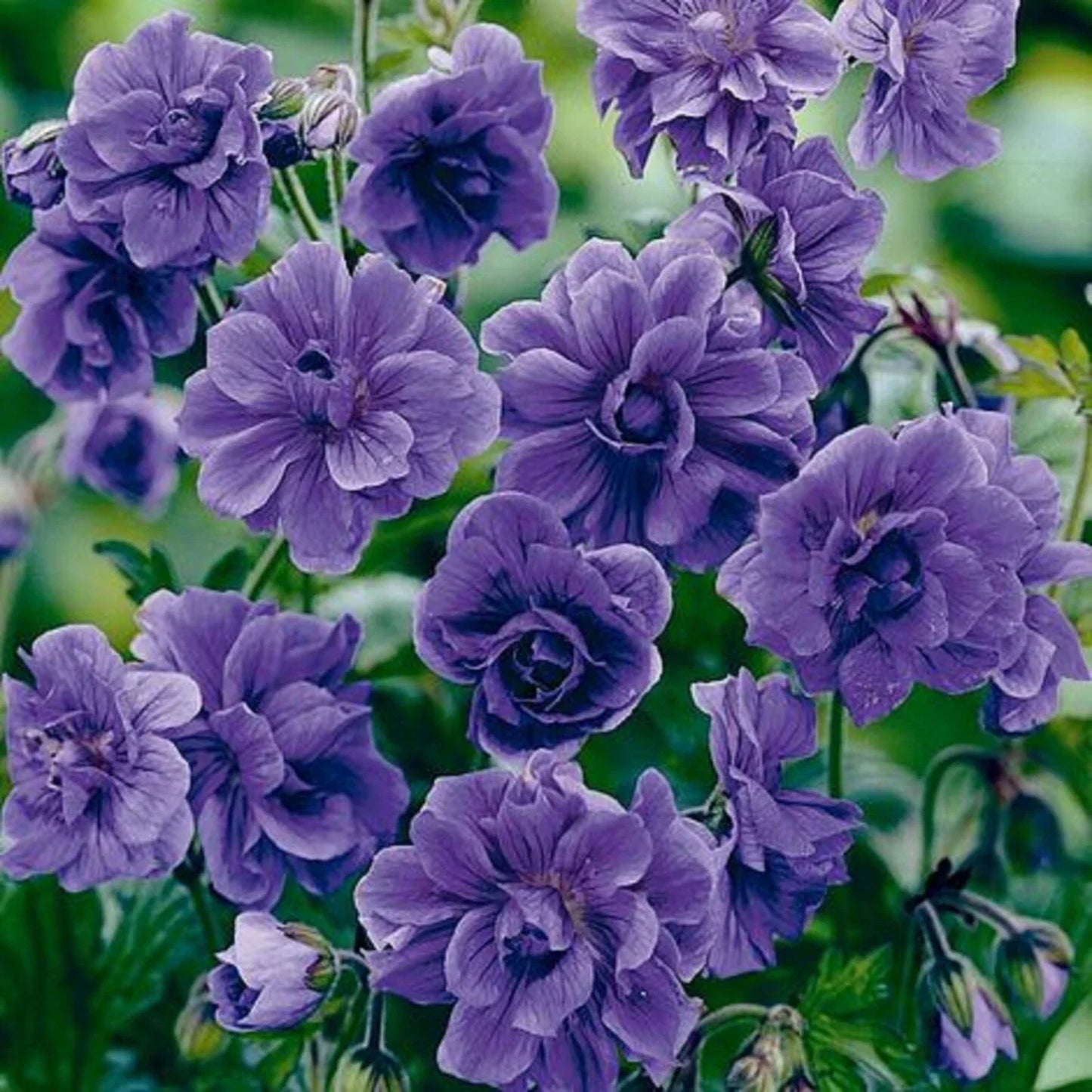 Double Purple Geranium Seeds - Perennial Flower Seeds for Borders & Containers - Geranium maculatum - US Seller