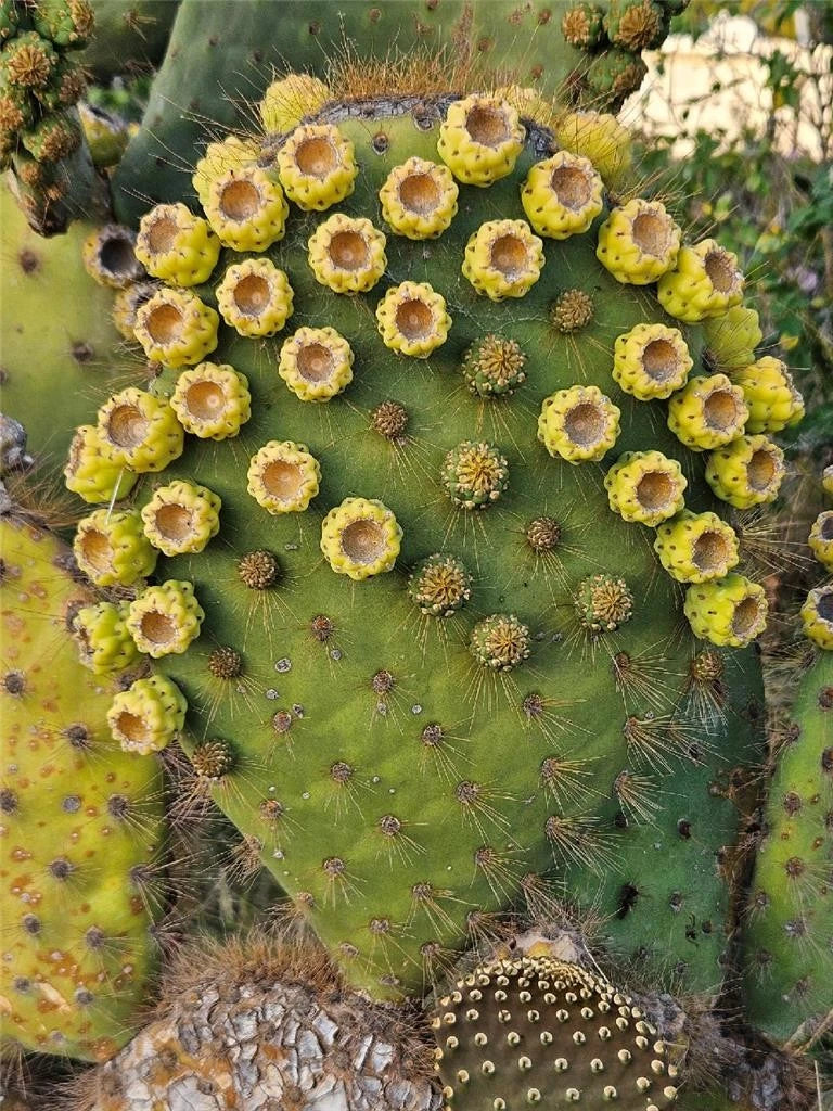 Opuntia Galapageia var. Profusa Cactus Plant Unrooted Large Pad with Fruit Succulent Collection