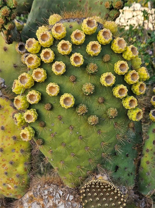 Opuntia Galapageia var. Profusa Cactus Plant Unrooted Large Pad with Fruit Succulent Collection