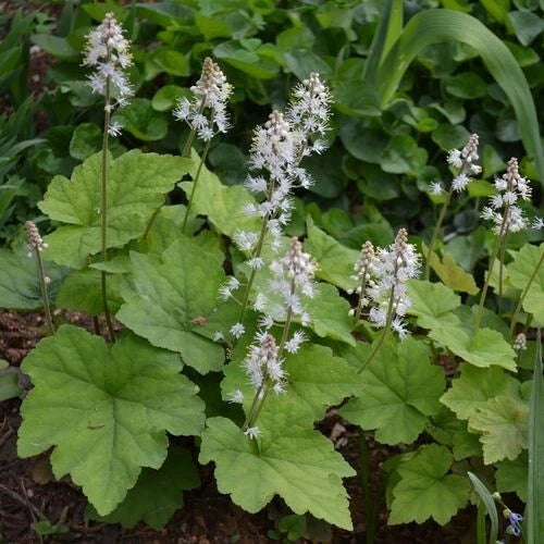 Foamflower Bare-Root Plant, Tiarella cordifolia, Perennial Ground Cover, Shade-Loving, Native Wildflower