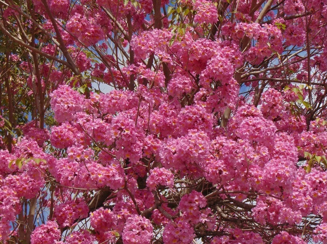 Tabebuia Trumpet Tree Starter Plant 12-18 Inches, Rooted Tropical Tree, Garden Landscape, Tabebuia heterophylla