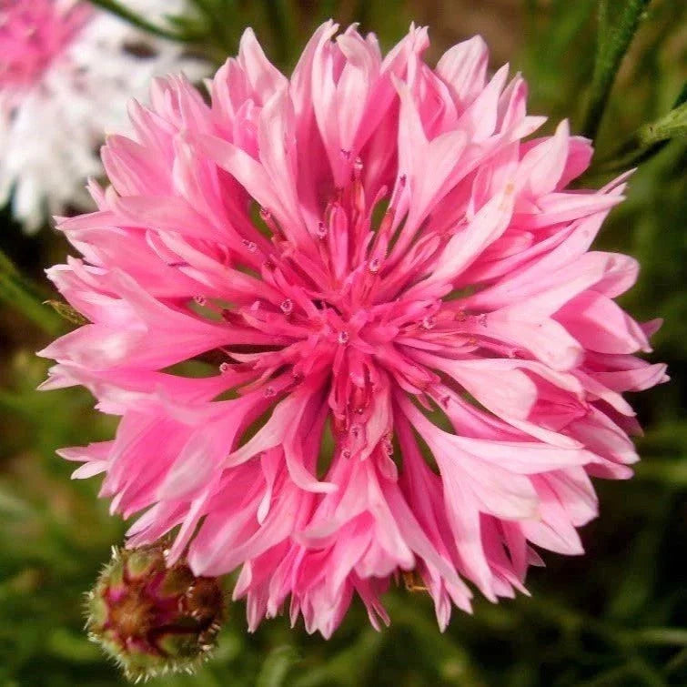 Pink Tall Bachelor Button Seeds - 1000+ Centaurea cyanus 'Rose' for Garden Borders & Cut Flowers