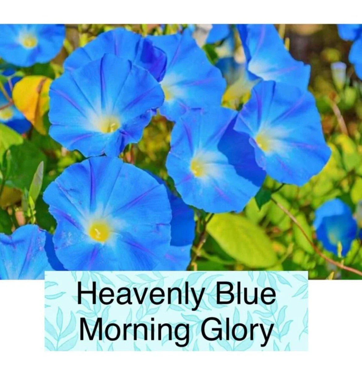 Heavenly Blue Morning Glory Seeds - Pack of 50+ Non-GMO Ipomoea purpurea Blue Flower Seeds for Garden Climbing Vine, Attract Pollinators