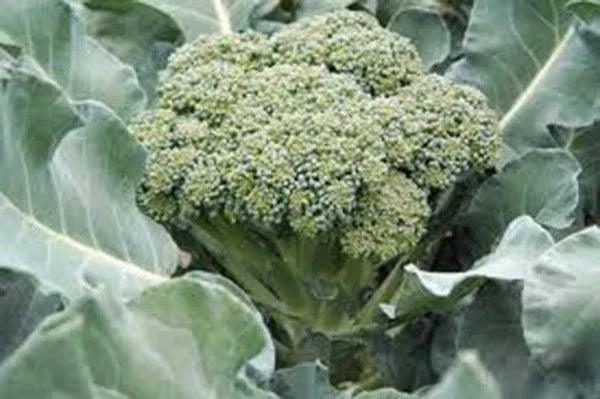 Broccoli Seeds - Waltham 29 Heirloom Variety - Non-GMO, Over 100 Seeds, Brassica oleracea, Easy to Grow, High Yield, Healthy Vegetables