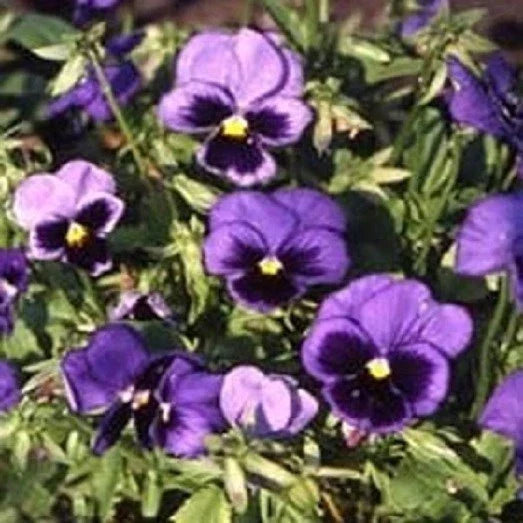 Viola Swiss Giant Ullswater Seeds - 50 Pansy Seeds for Colorful Garden Blooms - Annual Viola tricolor var. hortensis