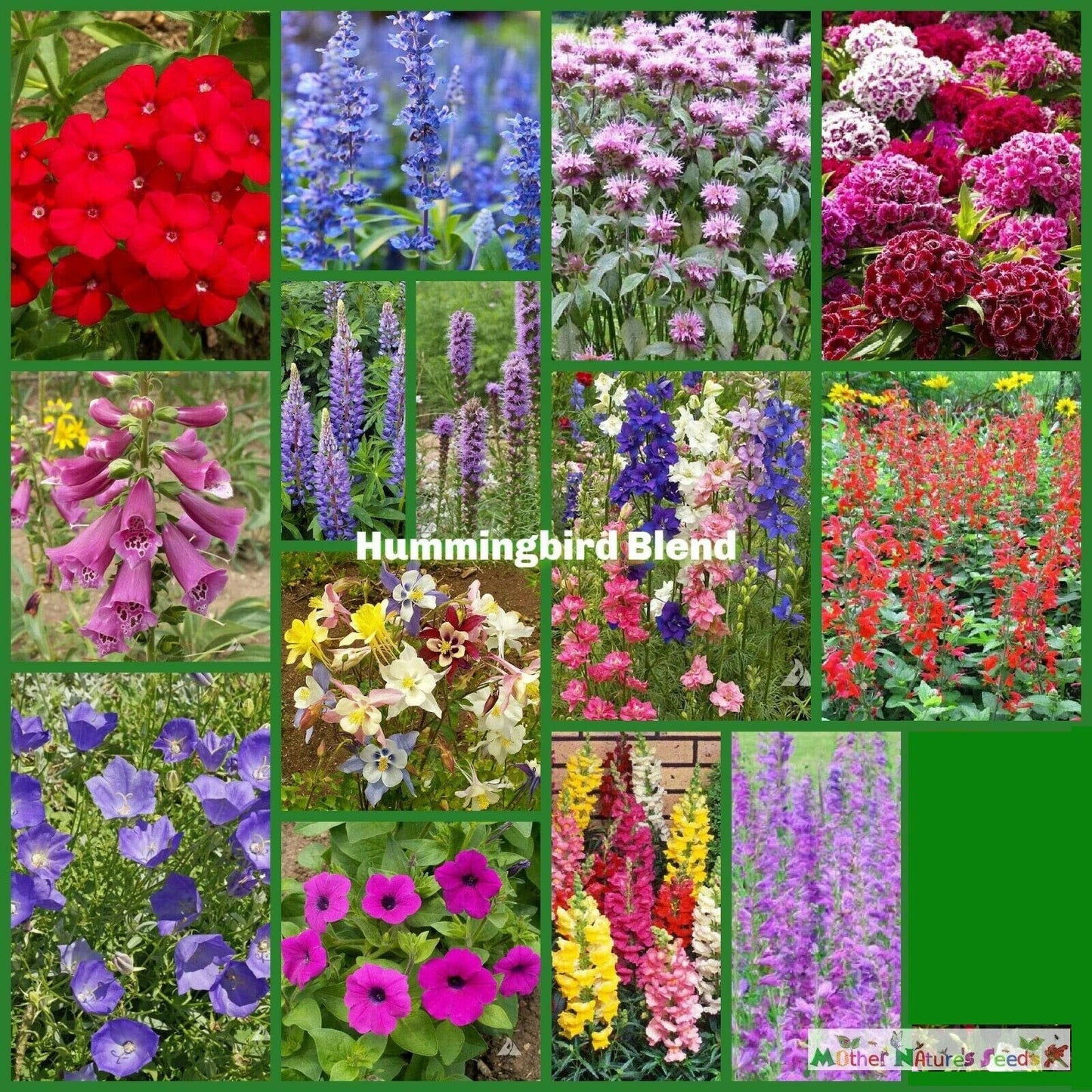 Wildflower Mix Seed Packet – Hummingbird Blend Nectar Flowers, Non-GMO Perennials for Pollinators, 1500 Seeds