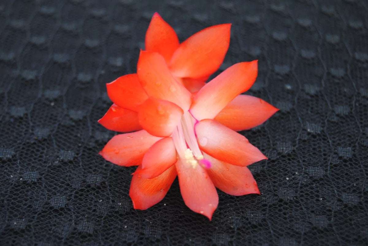 Christmas Cactus Starter Plant - Small Healthy Schlumbergera Truncata 'Rio Brazil' - Well Rooted for Easy Growth