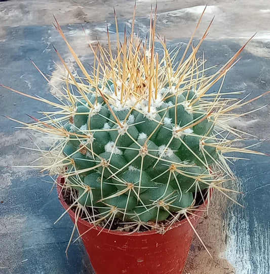 Mammillaria Johnstonii Forma Longispina Potted Cactus with Gold Spines and Blue Tubercles - Unique Succulent Plant