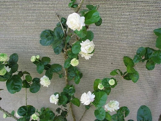 Grand Duke of Tuscany Jasmine Starter Plant – Jasminum Sambac – Fragrant White Flowers – Small Rooted Indoor or Garden Plant
