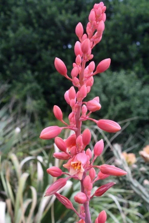 Texas Yucca Seeds - 85 Count - Brakelight Red Variety - Hesperaloe funifera - Drought-Tolerant, Xeriscape, Low Maintenance