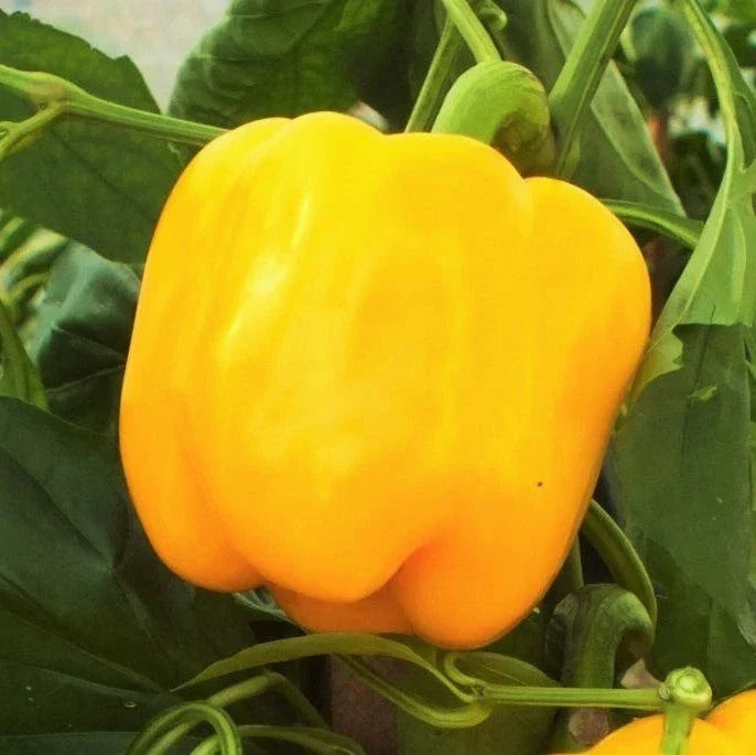 Golden Cal Wonder Bell Pepper Seeds – Yellow Capsicum annuum, Non-GMO, Sweet Bell Peppers for Home Garden, Container Gardening