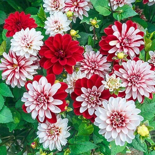Pacific Time Dahlia Seeds - Perennial Flowering Plants for Borders & Containers - Dahlia pinnata