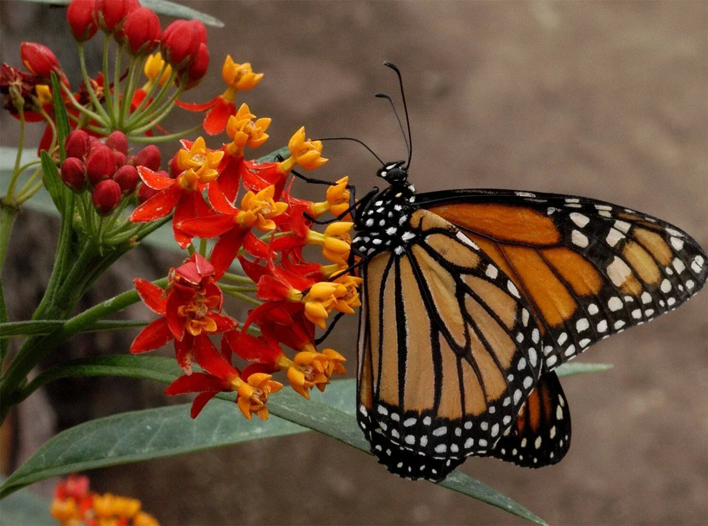 Blood Flower Seeds - Tropical Milkweed, Mexican Butterfly Weed, Asclepias curassavica, Eco-Friendly Gardening Supplies