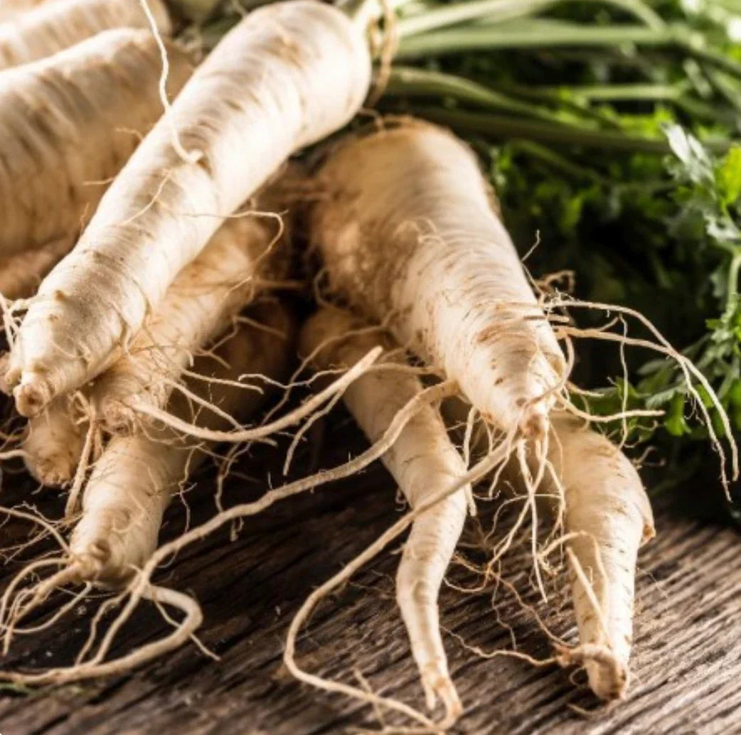 Hollow Crown Parsnip Seeds - Non-GMO Organic Pastinaca sativa, 125-Day Harvest, Heirloom, Cool-Season Root Vegetable Seed Pack